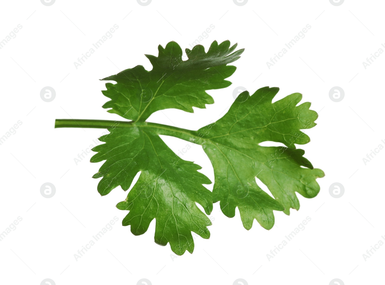 Photo of Fresh green coriander leaves isolated on white