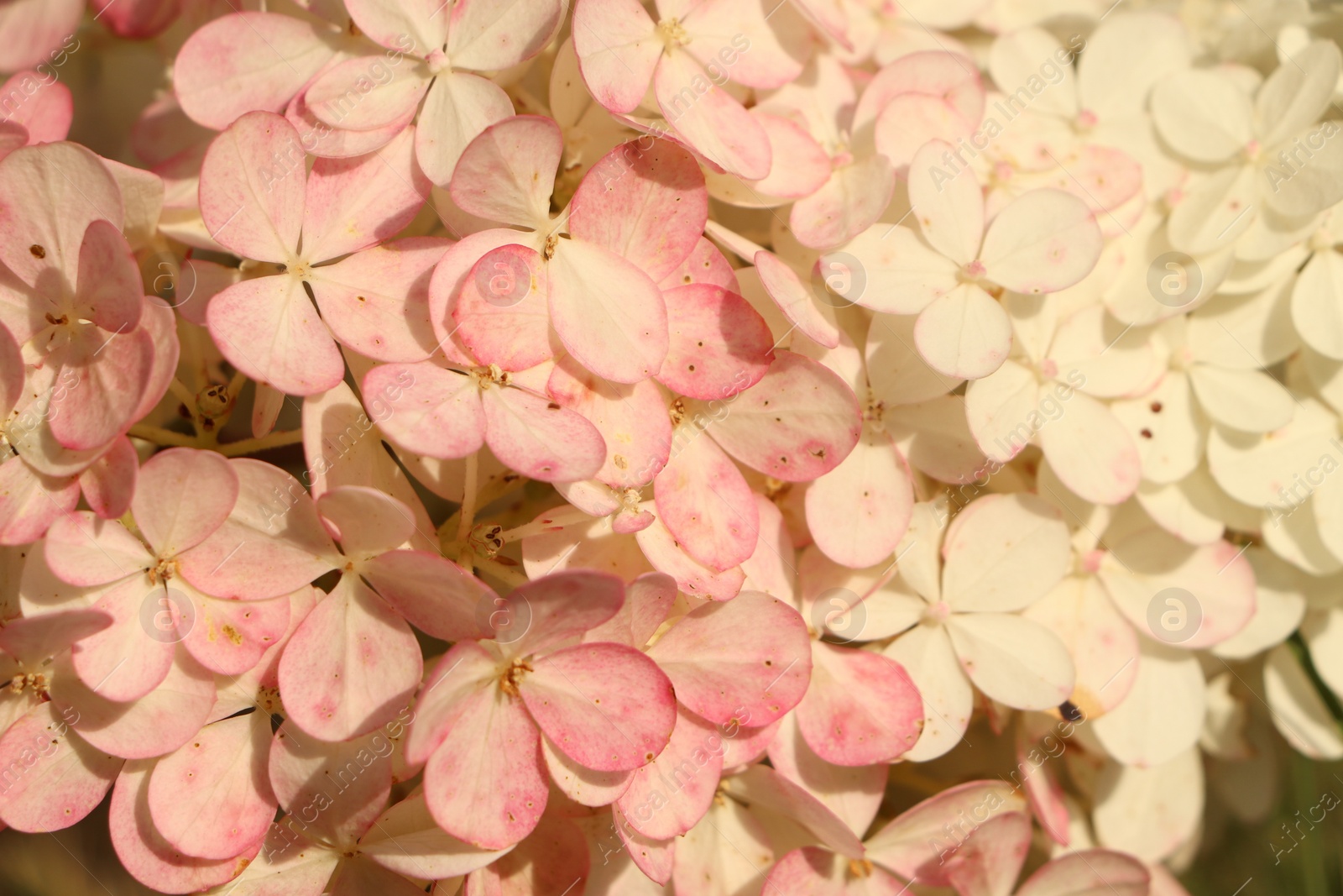 Photo of Beautiful pink hydrangea flower as background, closeup