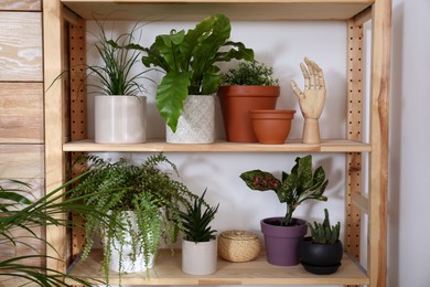 Beautiful houseplants and decor on shelving unit near light wall. Interior design