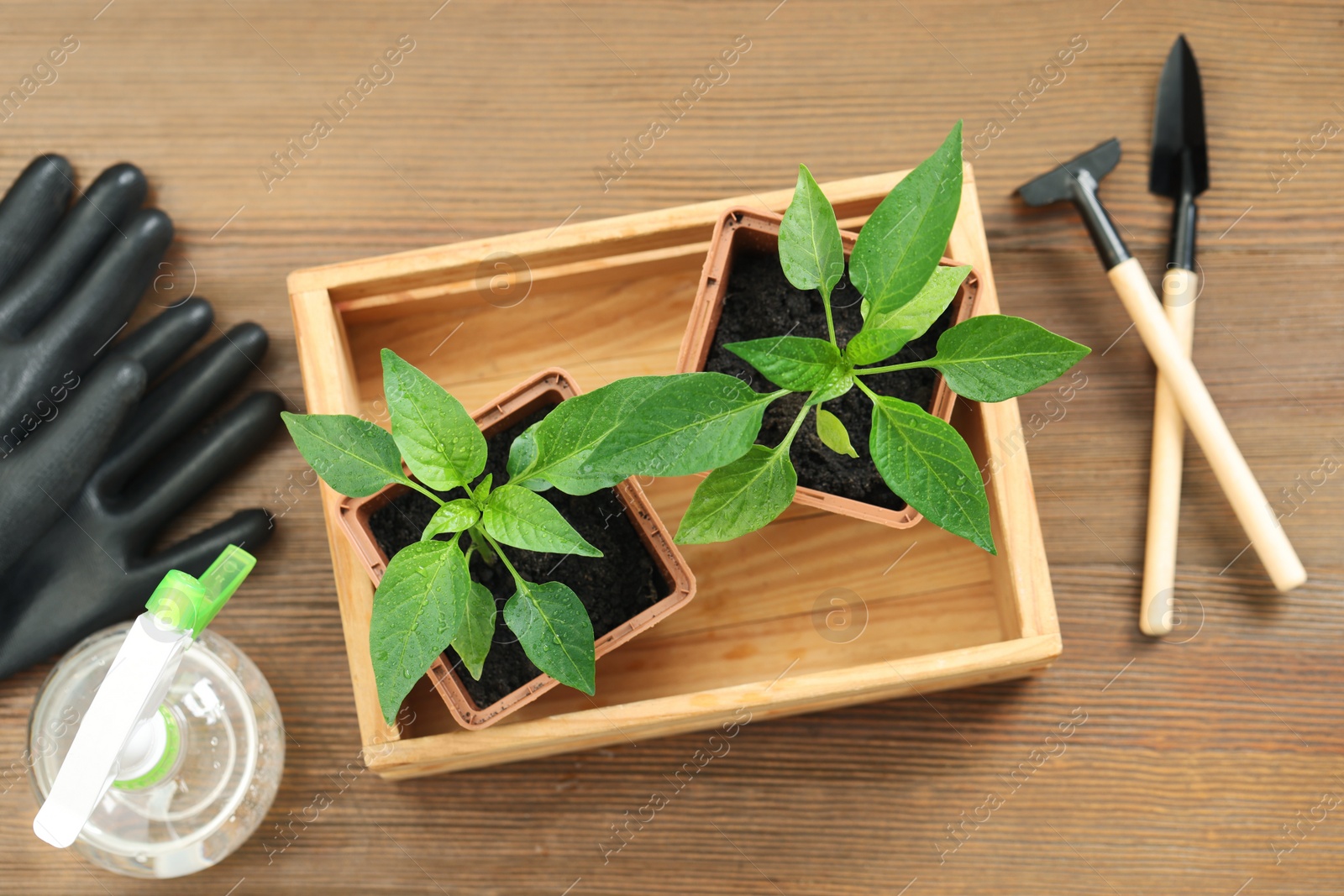 Photo of Seedlings growing in plastic containers with soil, spray bottle, gardening tools and gloves on wooden table, flat lay