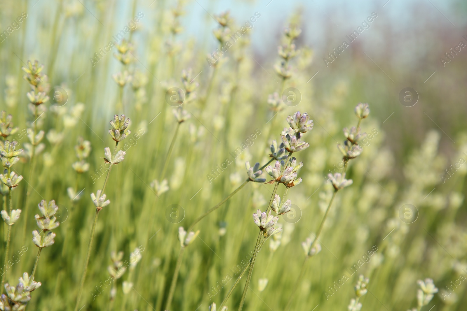 Photo of Beautiful blooming lavender growing in field, closeup