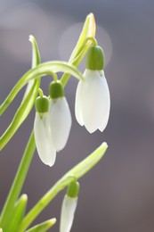 Photo of Blooming snowdrops on blurred background, closeup. First spring flowers