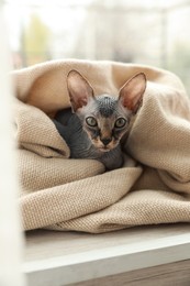 Photo of Adorable Sphynx kitten wrapped in plaid near window at home. Baby animal