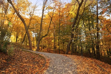 Photo of Beautiful yellowed trees and paved pathway in park