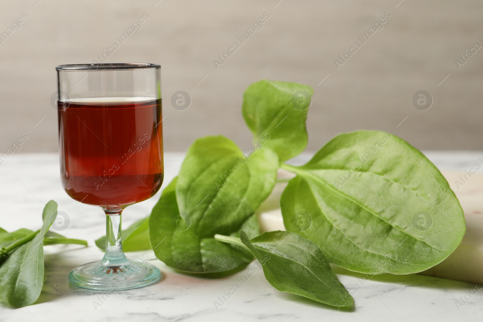 Photo of Broadleaf plantain tincture on white marble table