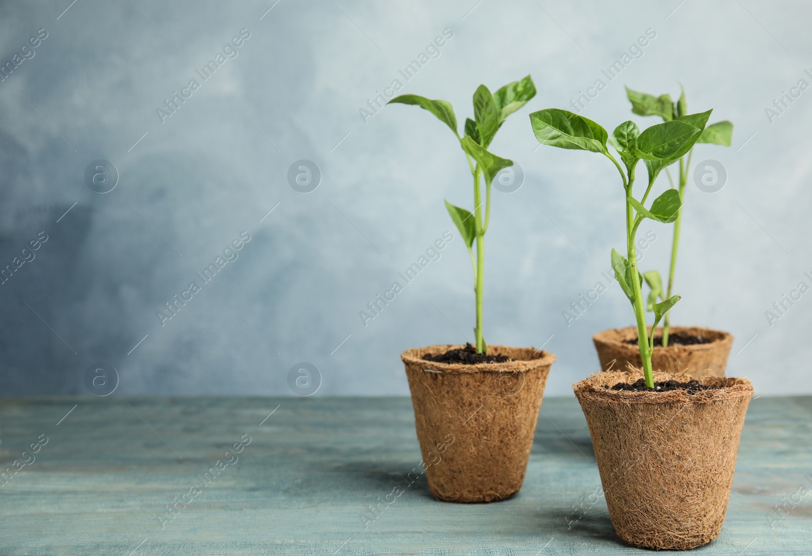 Photo of Vegetable seedlings in peat pots on wooden table against blue background. Space for text