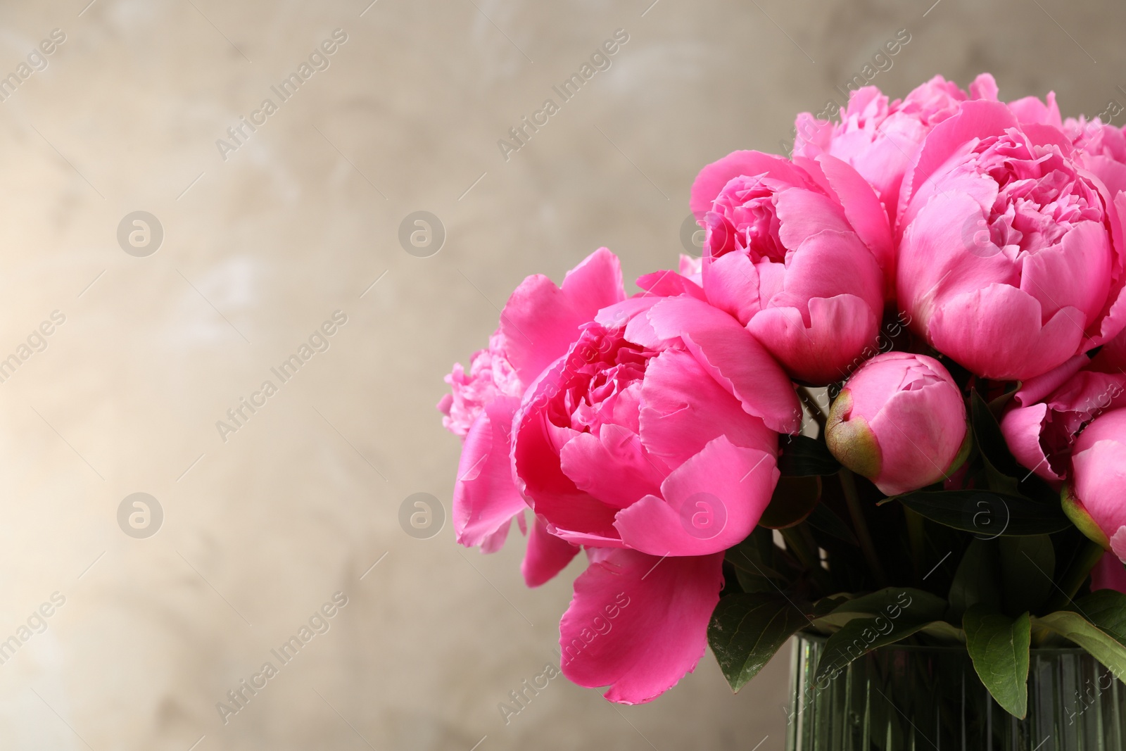 Photo of Beautiful peony bouquet in vase on grey background. Space for text