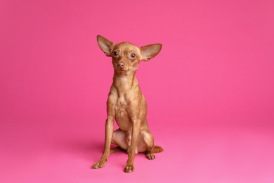 Photo of Cute toy terrier on color background. Domestic dog