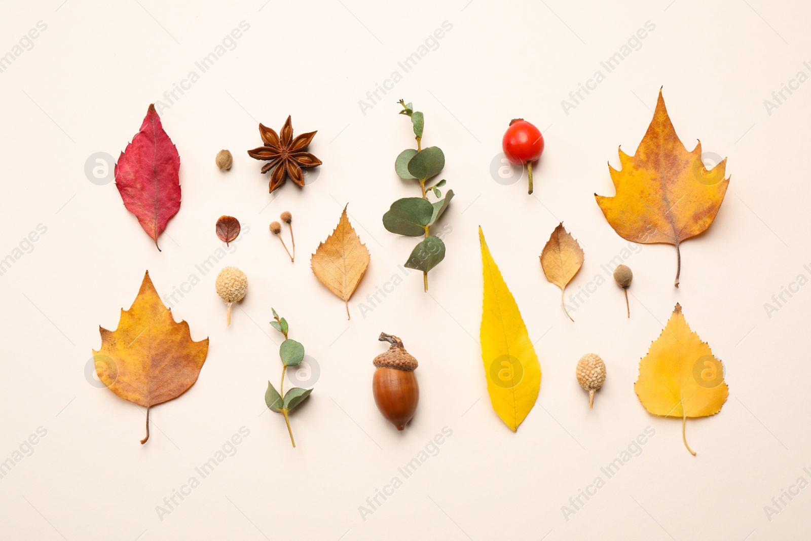 Photo of Flat lay composition with autumn leaves on white background