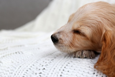 Photo of Cute English Cocker Spaniel puppy sleeping on soft plaid. Space for text