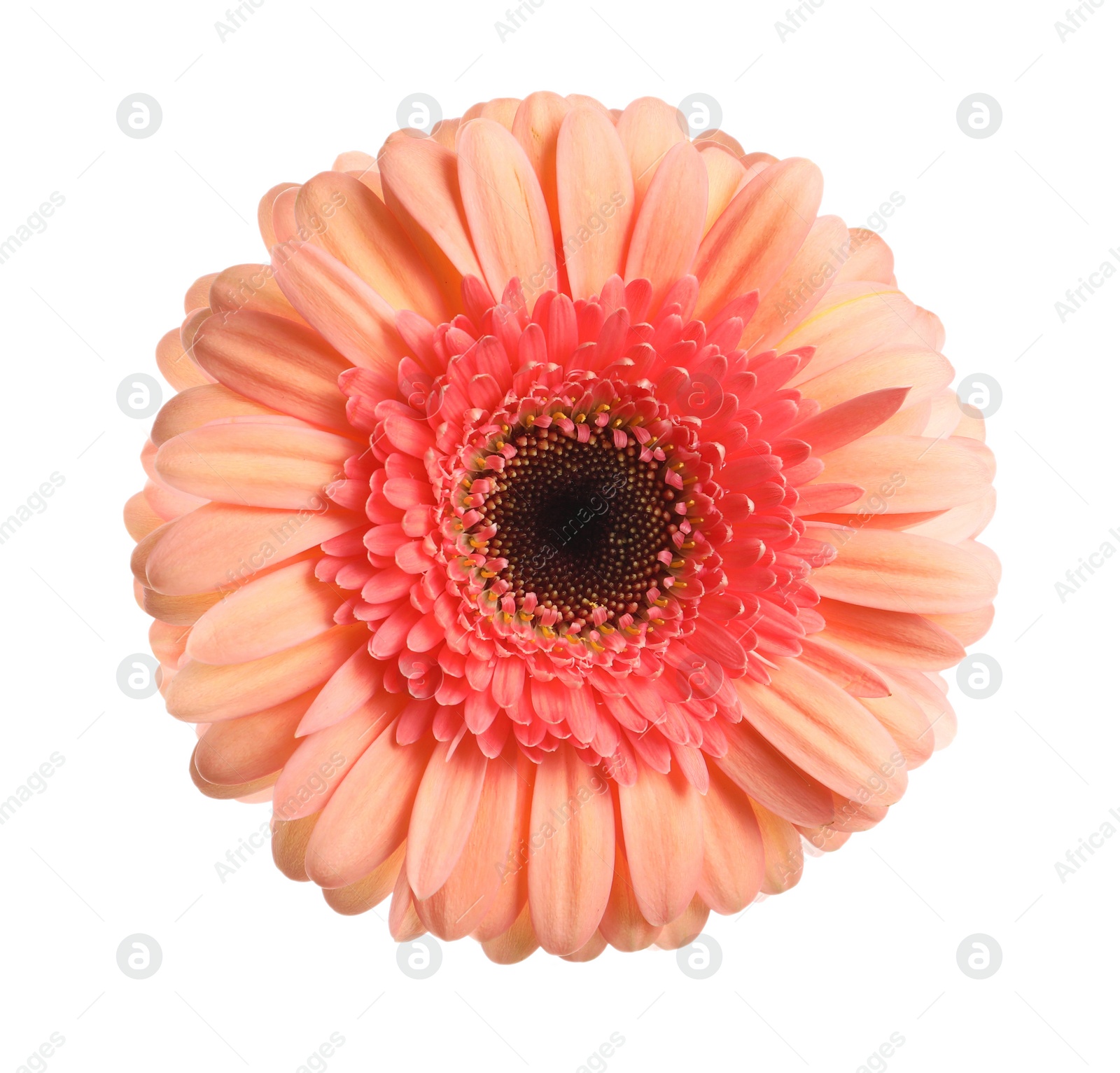 Image of Beautiful pink gerbera flower isolated on white