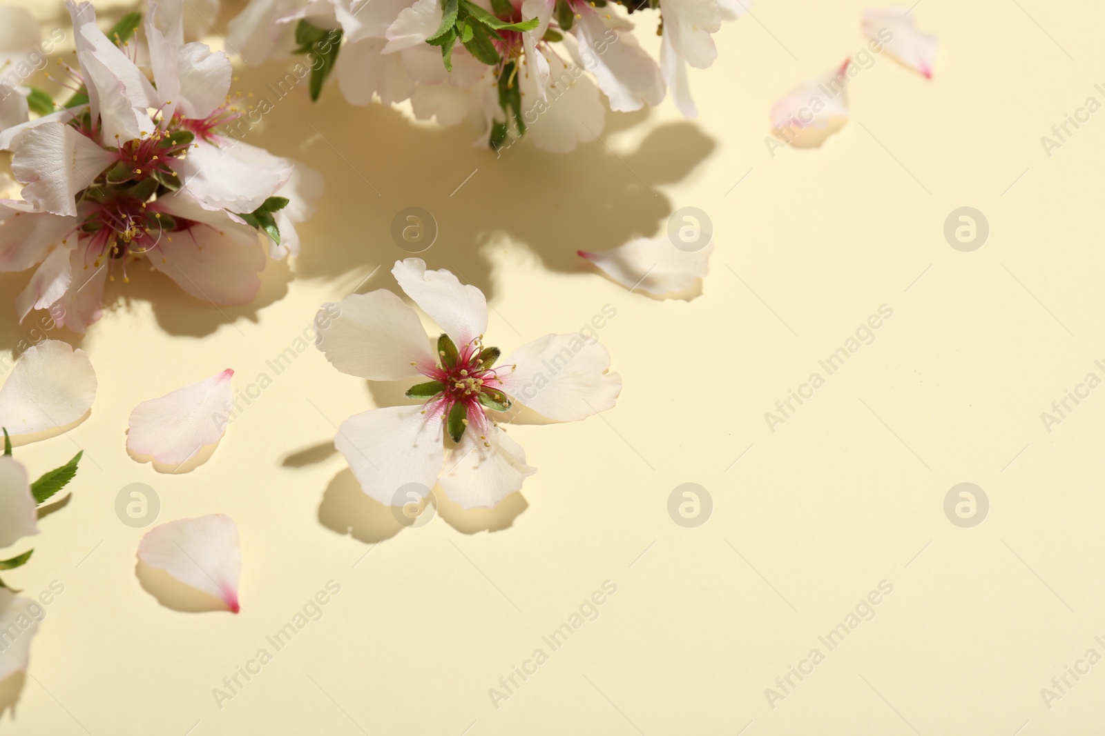 Photo of Spring blossoms, petals and leaves on beige background, above view. Space for text