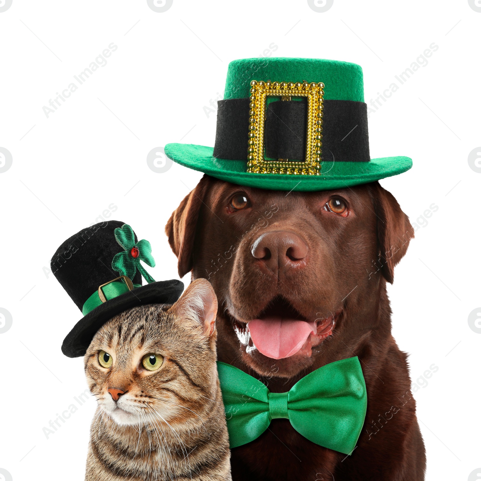 Image of St. Patrick's day celebration. Cute dog and cat with green leprechaun hats isolated on white