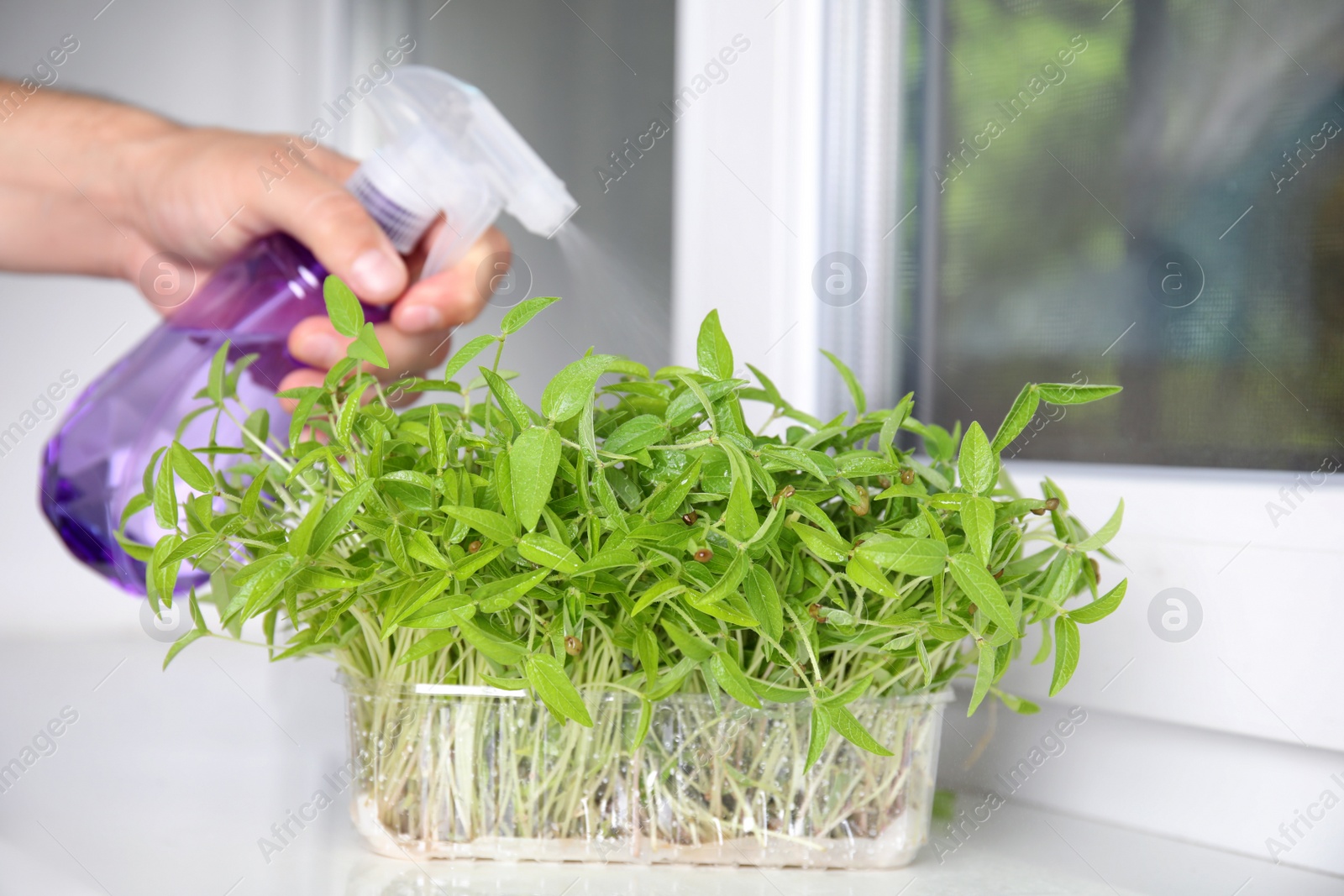 Photo of Man spraying mung bean sprouts with water indoors, closeup