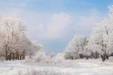 Plants covered with hoarfrost outdoors on winter morning