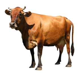 Image of Cute brown cow on white background. Animal husbandry