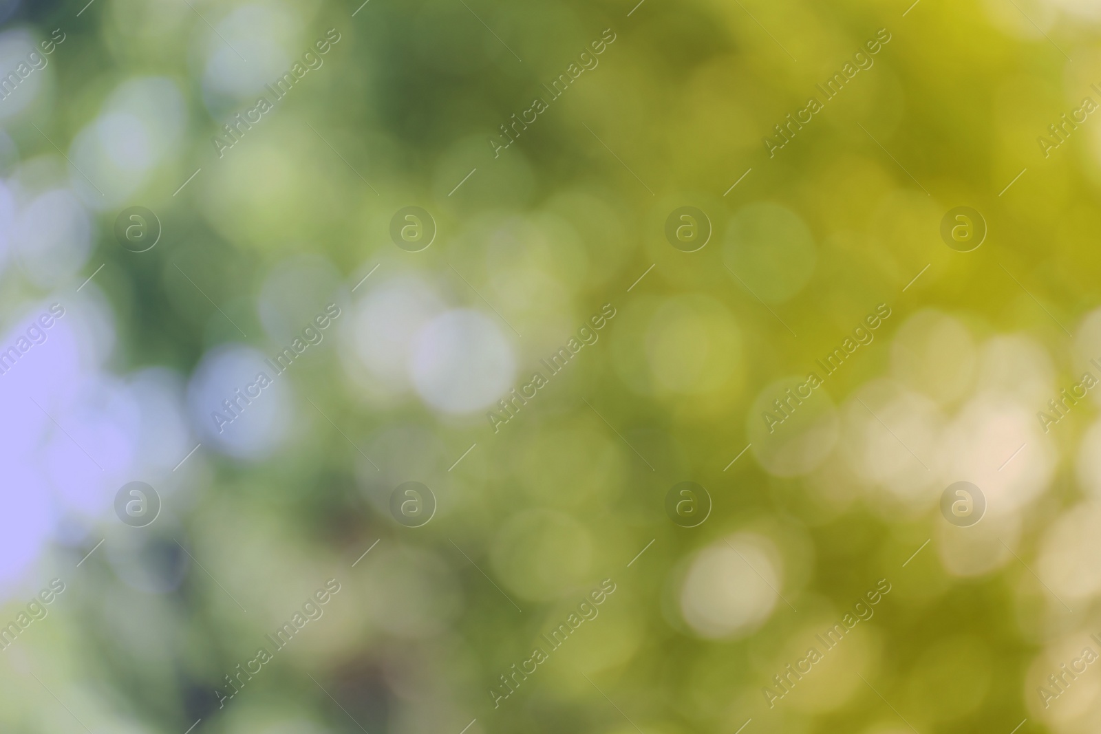 Photo of Blurred view of abstract green background. Bokeh effect