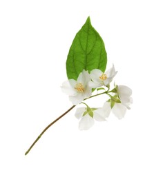Photo of Beautiful flowers of jasmine plant with leaf on white background