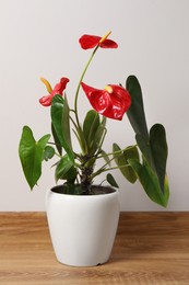 Photo of Beautiful anthurium in pot on floor indoors. House plants