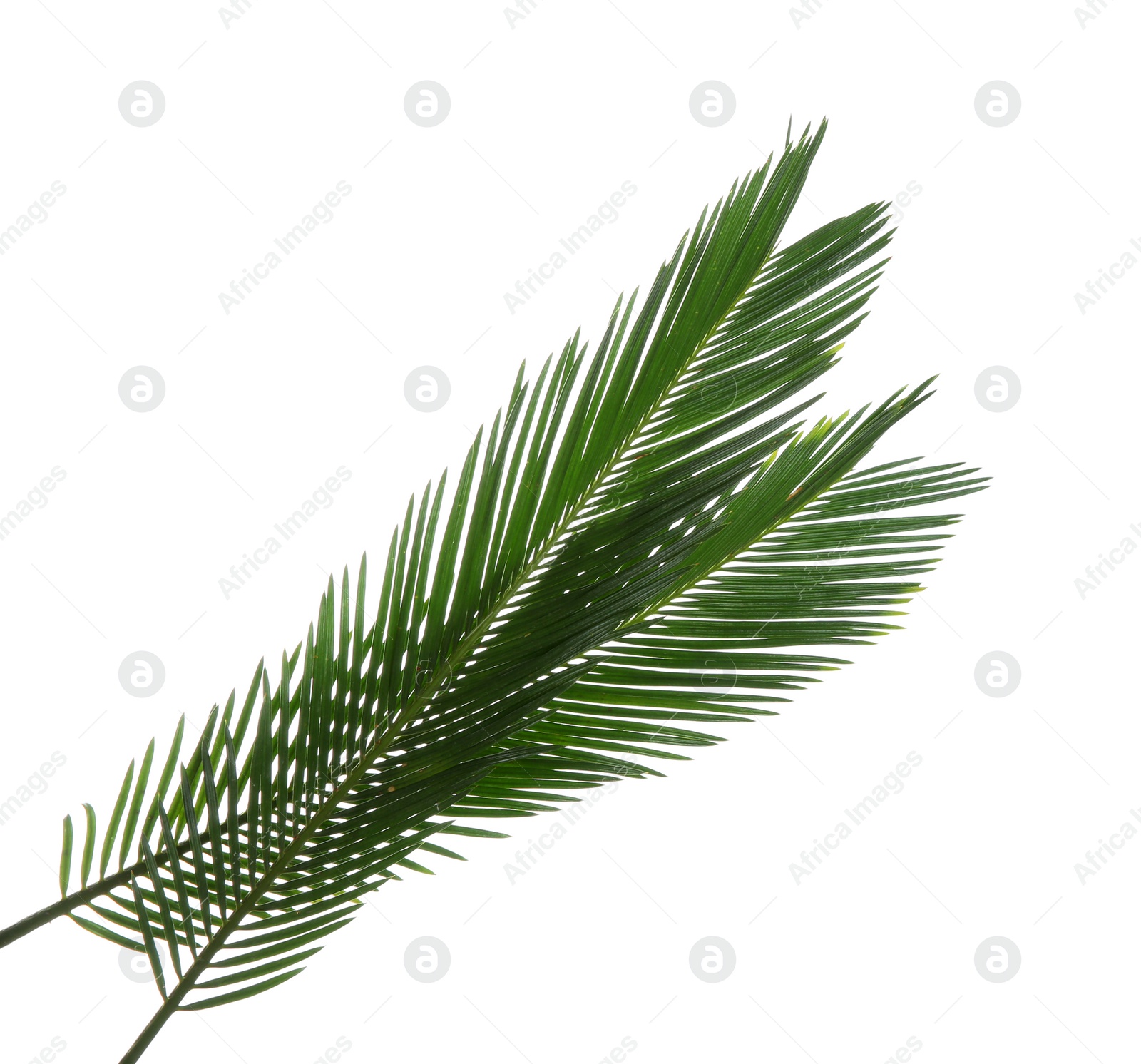 Photo of Beautiful tropical Sago palm leaves on white background