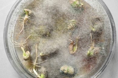Photo of Germination and energy analysis of soybeans in Petri dish, top view. Laboratory research