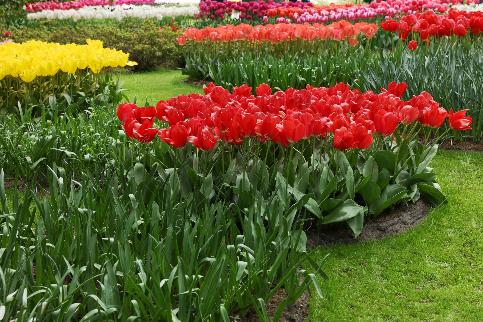 Photo of Park with variety of beautiful tulip flowers. Spring season