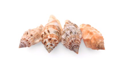 Photo of Beautiful seashells isolated on white, top view. Beach objects