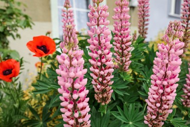 Photo of Beautiful pink lupine flowers and red poppies in garden