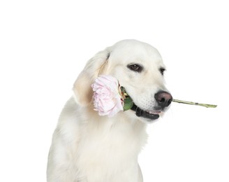 Photo of Cute Labrador Retriever with beautiful peony flower on white background