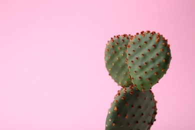 Photo of Beautiful Opuntia cactus on pink background, closeup. Space for text