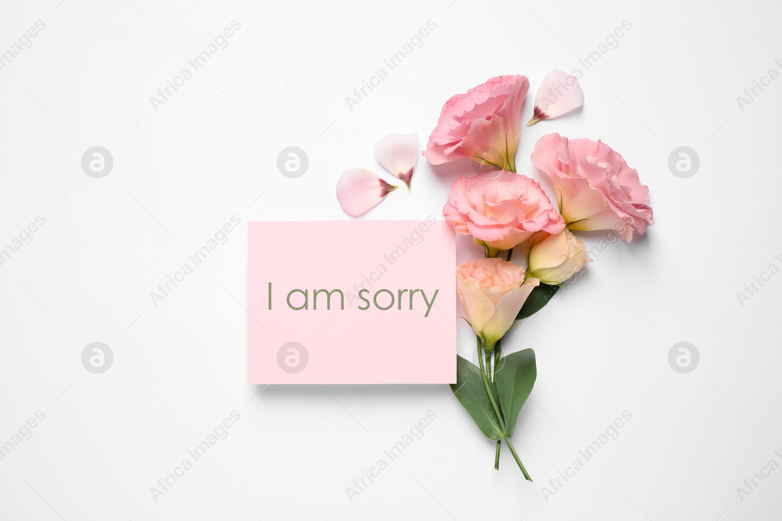 Image of Pink card with phrase I Am Sorry and Eustoma flowers on white background, flat lay