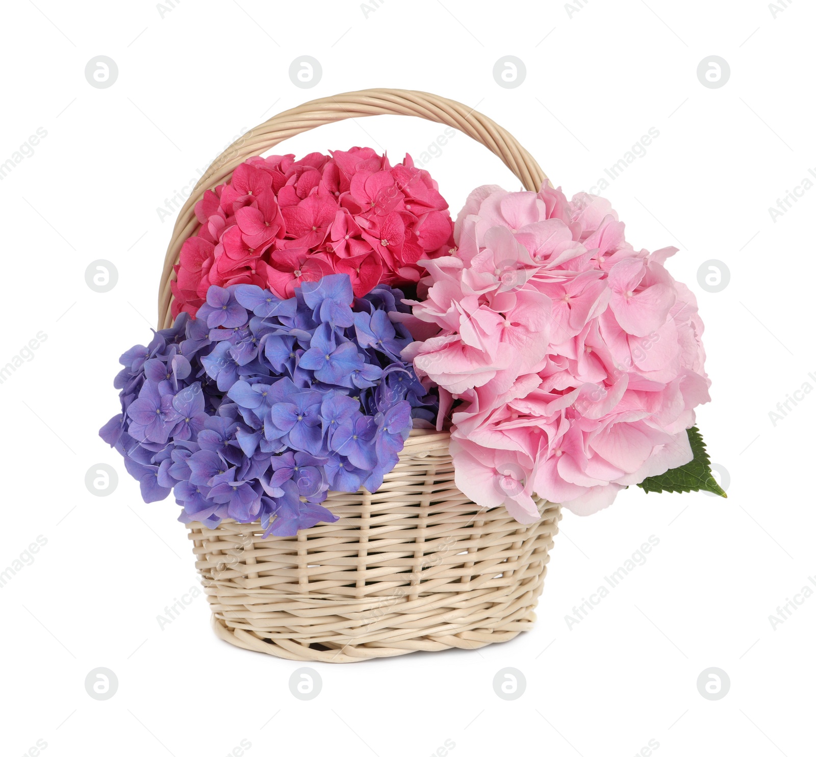 Photo of Bouquet with beautiful hortensia flowers in wicker basket isolated on white