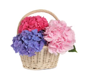 Bouquet with beautiful hortensia flowers in wicker basket isolated on white