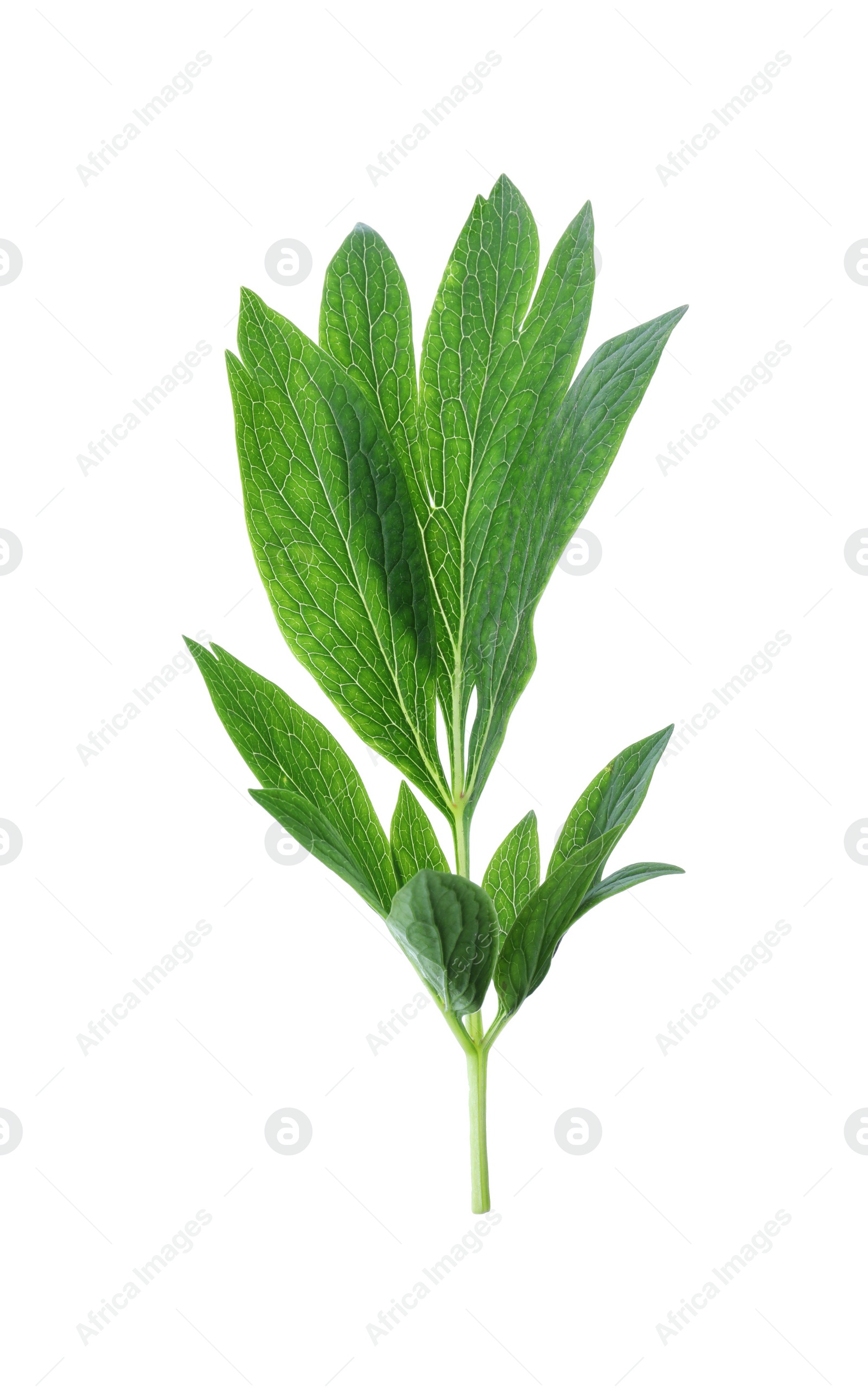 Photo of Fresh leaves of peony plant isolated on white