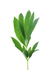 Fresh leaves of peony plant isolated on white