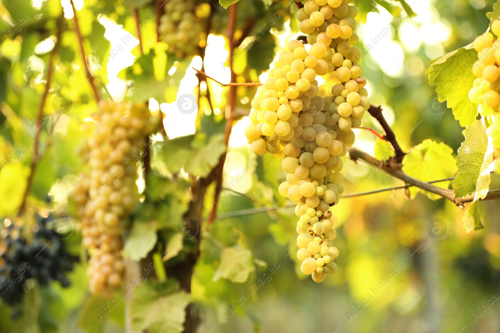 Photo of Fresh ripe juicy grapes growing on branches in vineyard