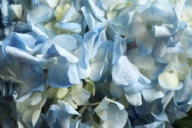 Photo of Beautiful fresh hydrangea flowers as background, closeup