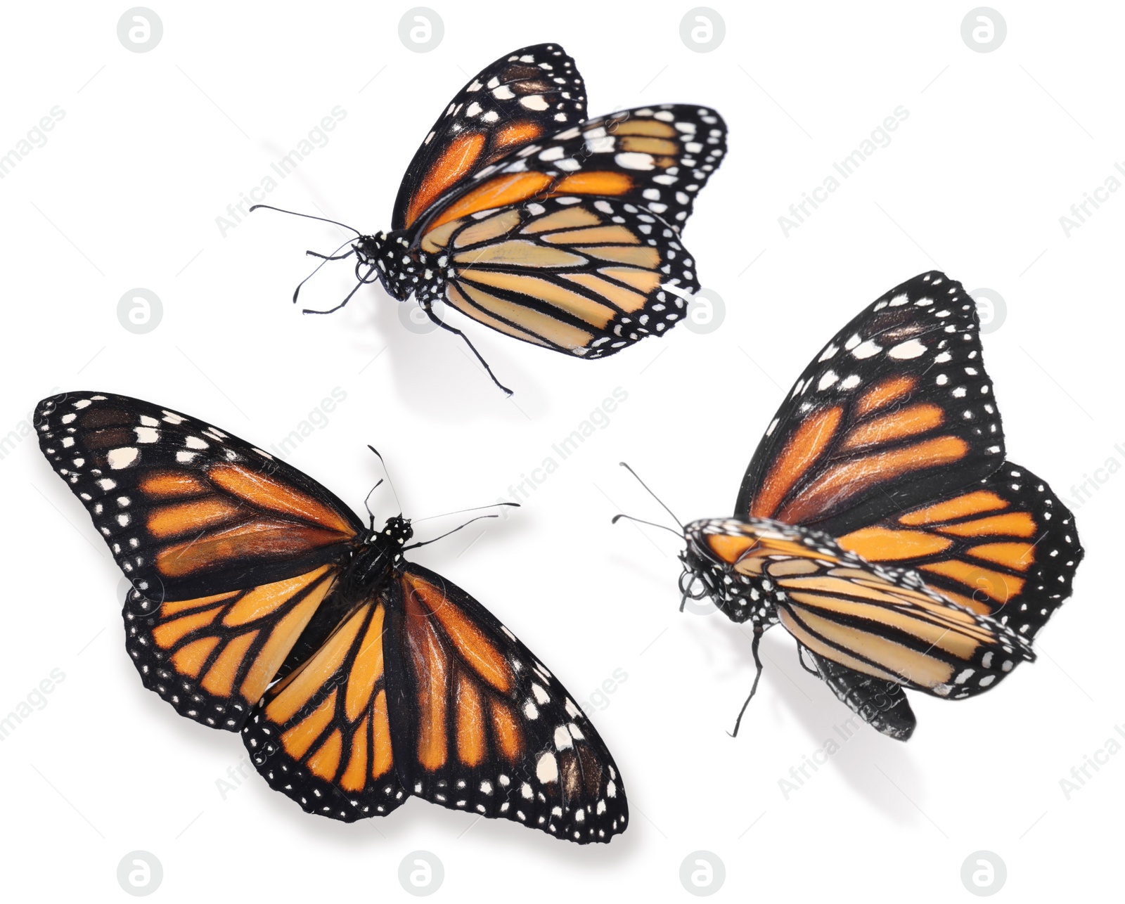 Image of Set of beautiful monarch butterflies on white background