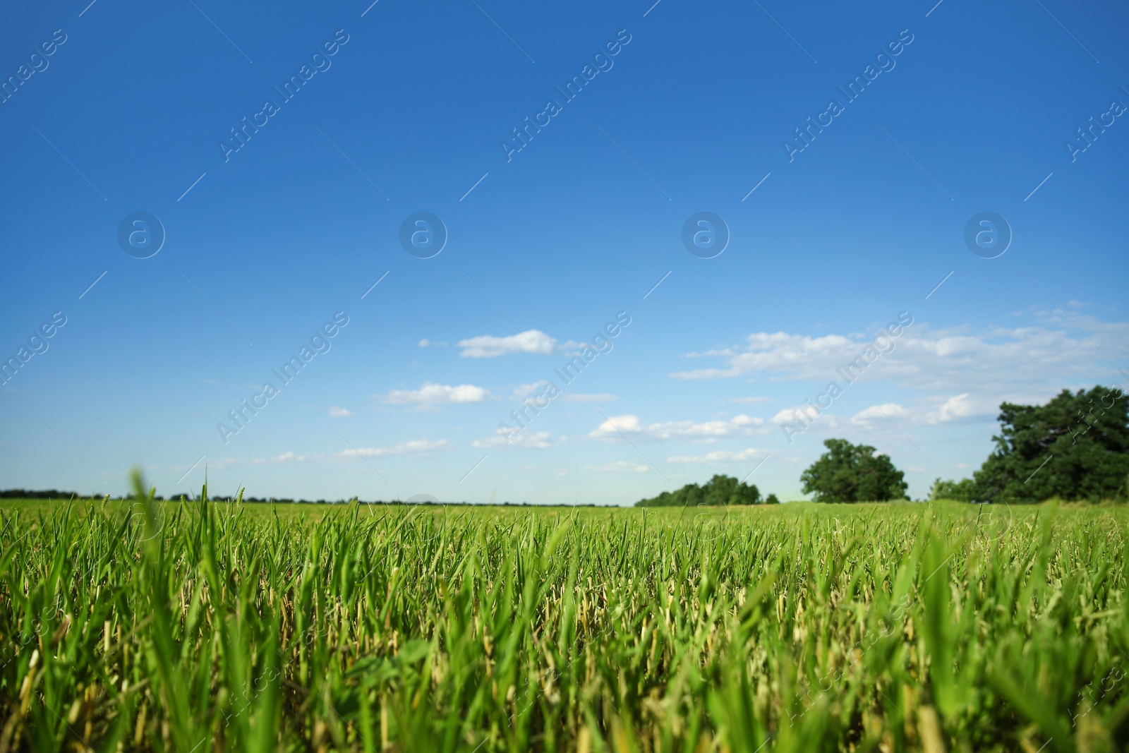 Photo of Picturesque view of beautiful field with grass on sunny day