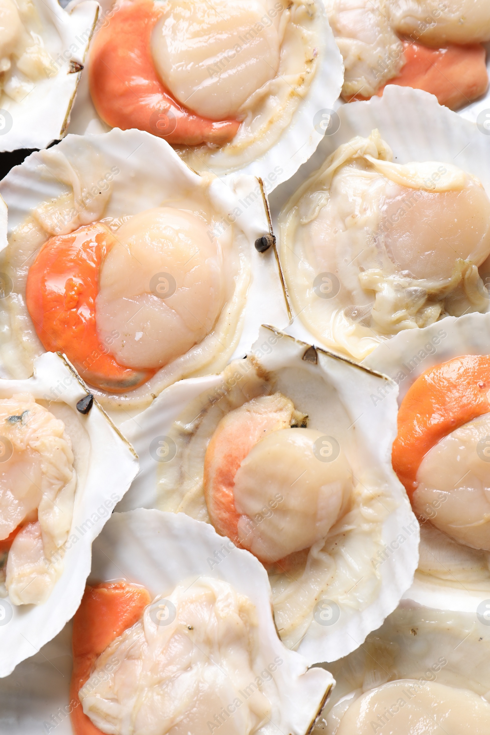 Photo of Fresh raw scallops with shells as background, top view