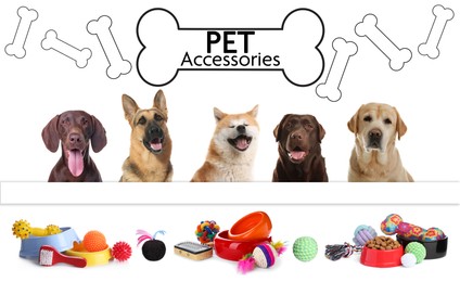 Image of Advertising poster design for pet shop. Cute dogs and different accessories on white background
