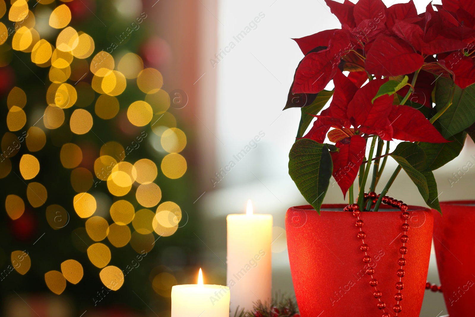 Photo of Potted poinsettias, burning candles and festive decor in room, closeup with space for text. Christmas traditional flower