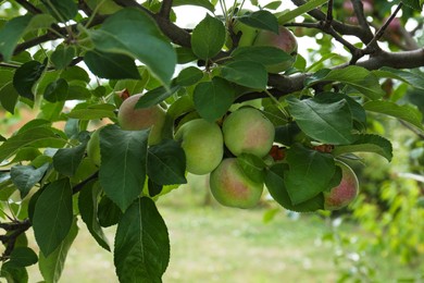 Apples and leaves on tree branches in garden
