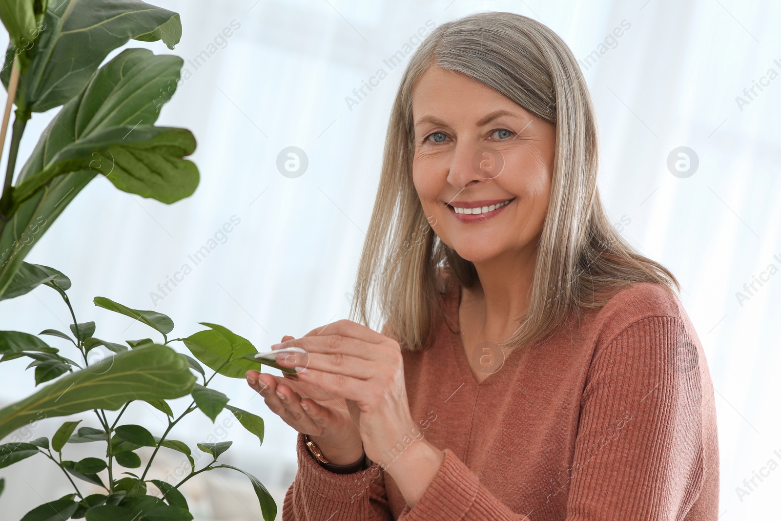 Photo of Senior woman wiping leaves of beautiful green houseplant with cotton pad indoors