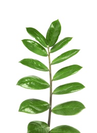 Photo of Branch with fresh green Zamioculcas zamiifolia leaves on white background