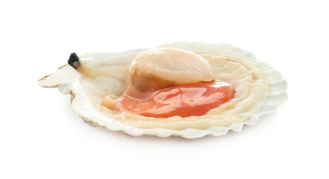 Photo of Fresh raw scallop in shell isolated on white