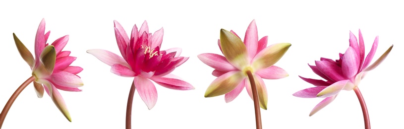 Set of beautiful lotus flowers on white background. Banner design 