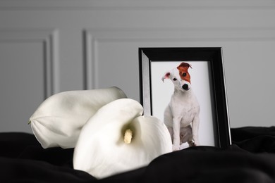 Frame with picture of dog and calla flowers on black cloth. Pet funeral