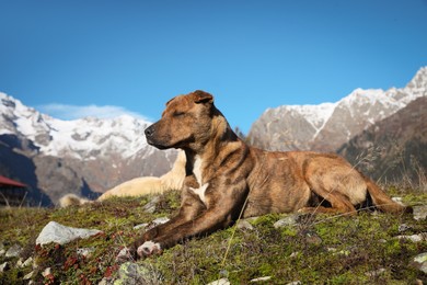 Photo of Adorable dog in mountains on sunny day