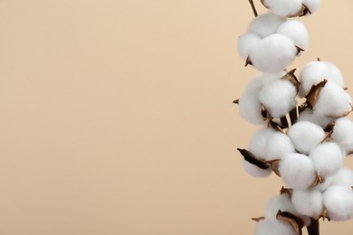 Photo of Beautiful cotton branch with fluffy flowers on beige background, space for text